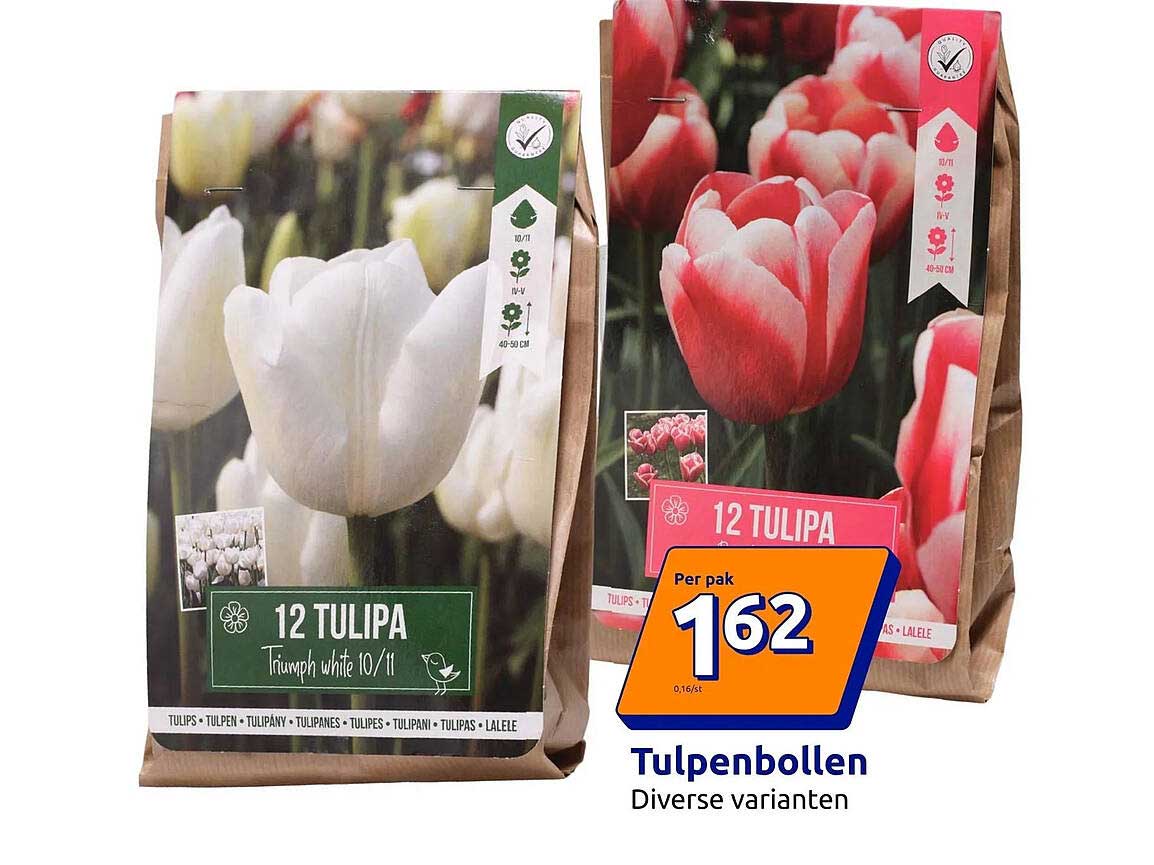 Tulpenbollen Diverse varianten