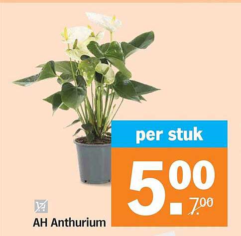AH Anthurium