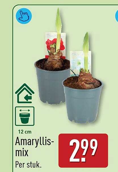Amaryllis-mix
