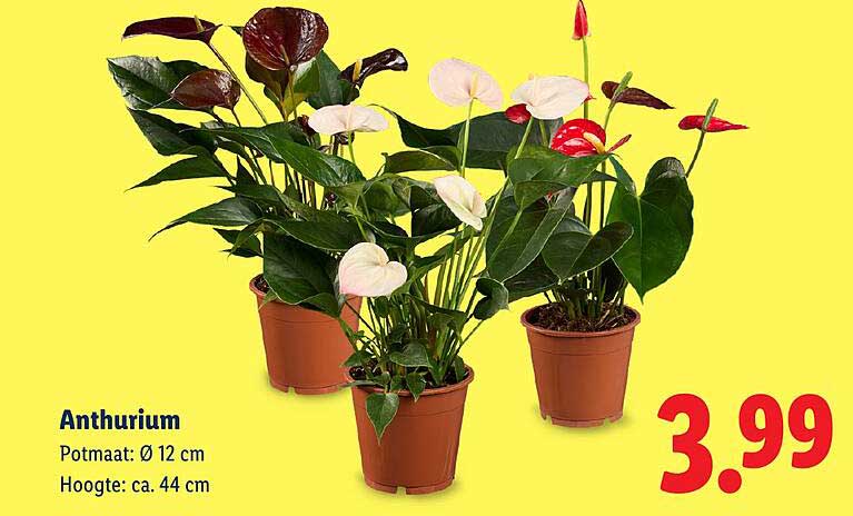 Anthurium