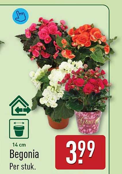 Begonia