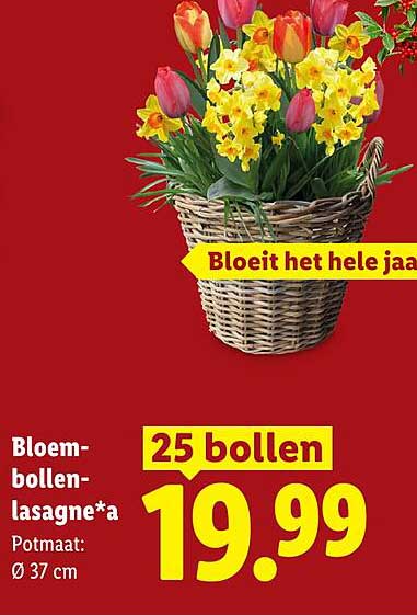 Bloem-bollen-lasagne*a 25 bollen