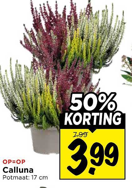 Calluna 50% KORTING