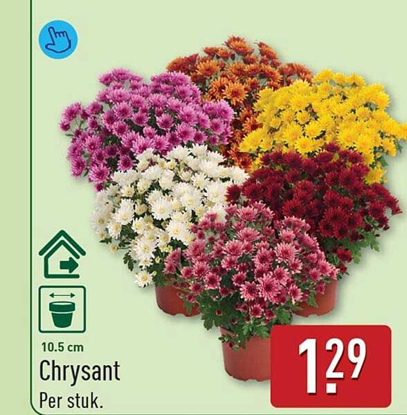 Chrysant