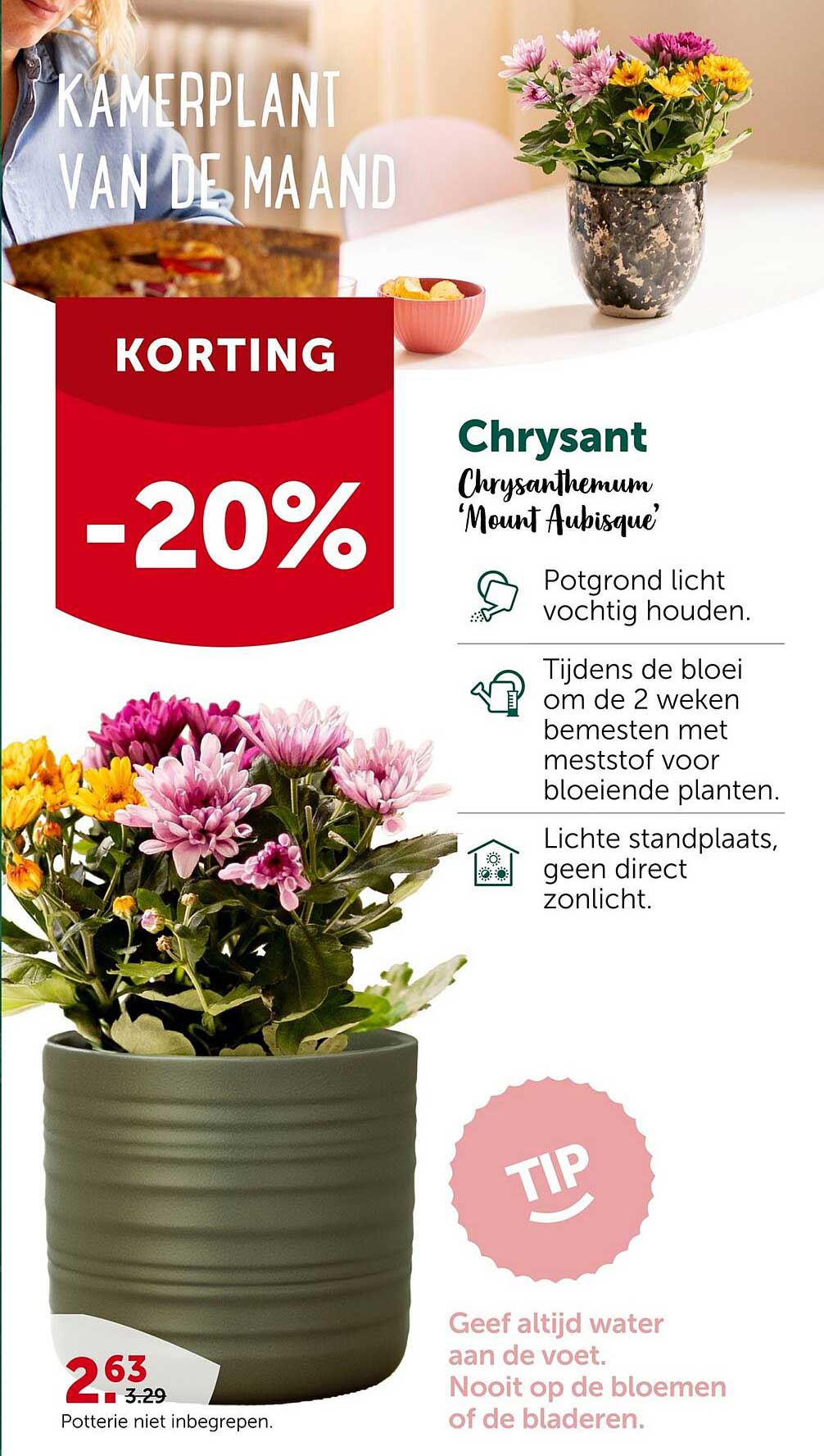 Chrysant Chrysanthemum 'Mount Aubisque' KORTING -20%