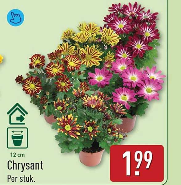 Chrysant Per stuk.