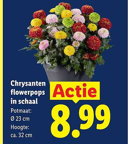 Chrysanten flowerpops in schaal Actie