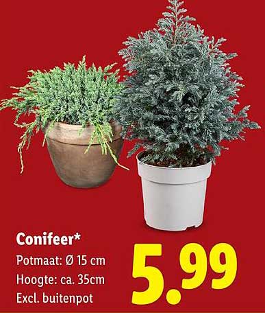 Conifeer*