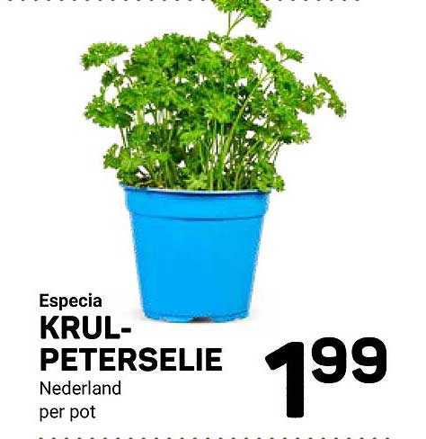 Especia KRUL-PETERSELIE Nederland per pot