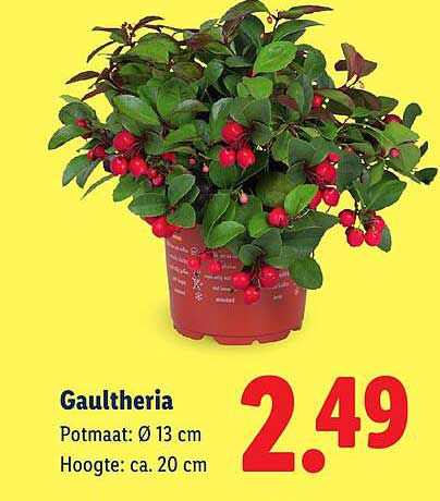 Gaultheria