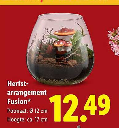 Herfst-arrangement Fusion*