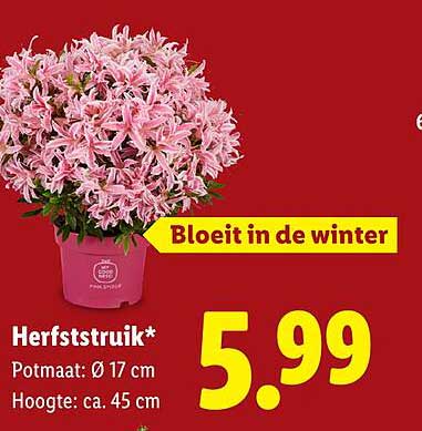 Herfststruik* Bloeit in de winter