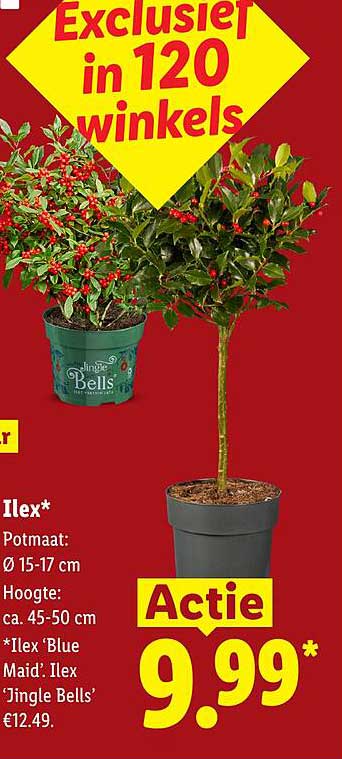 Ilex* 9.99*