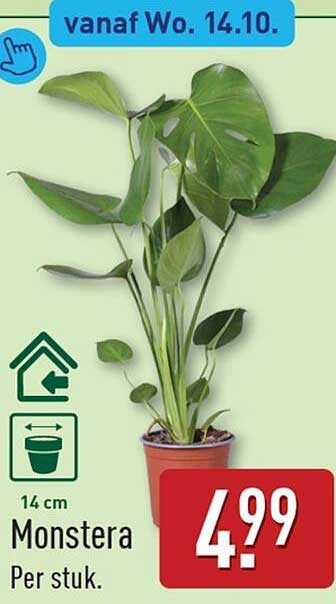 Monstera