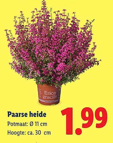 Paarse heide