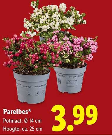 Parelbes*