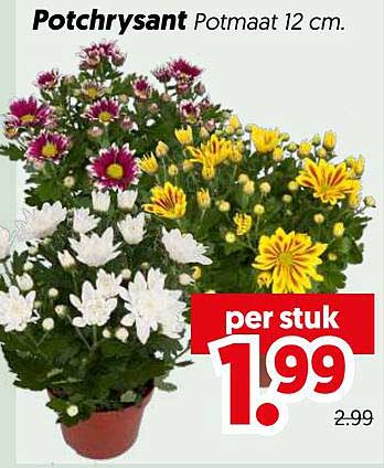 Potchrysant Potmaat 12 cm.