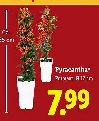 Pyracantha*