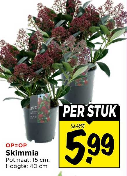 Skimmia