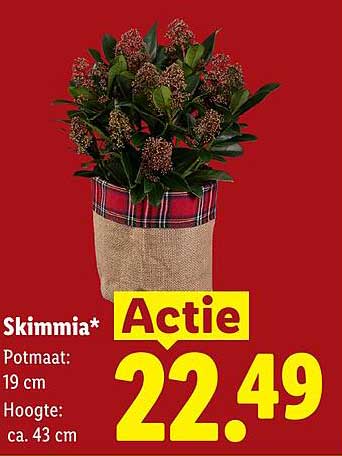 Skimmia* Actie