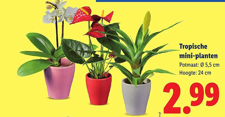 Tropische mini-planten