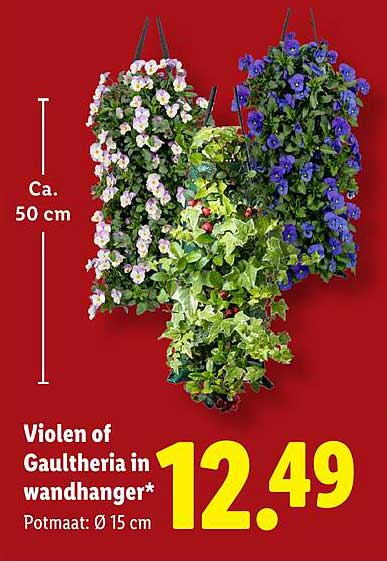 Violen of Gaultheria in wandhanger*