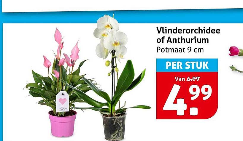 Vlinderorchidee of Anthurium Potmaat 9 cm PER STUK