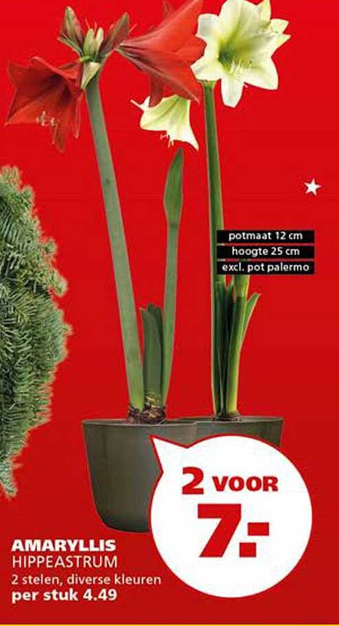AMARYLLIS HIPPEASTRUM 2 stelen, diverse kleuren per stuk 4.49