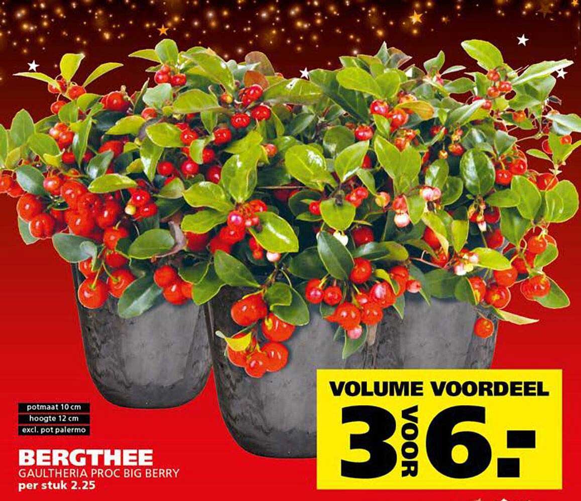 Bergthee Gaultheria Proc Big Berry