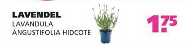 Lavendel Lavandula Angustifolia Hidcote
