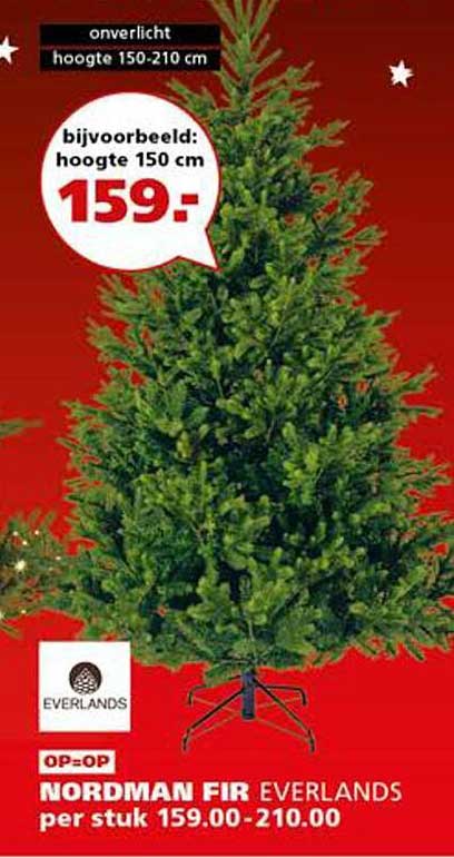 Nordman Fir Everlands