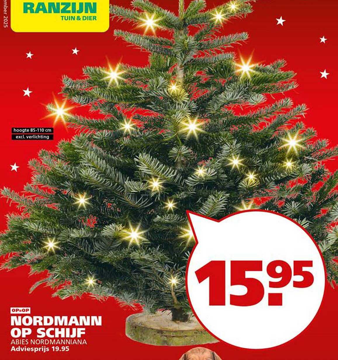 NORDMANN OP SCHIJF ABIES NORDMANNIANA