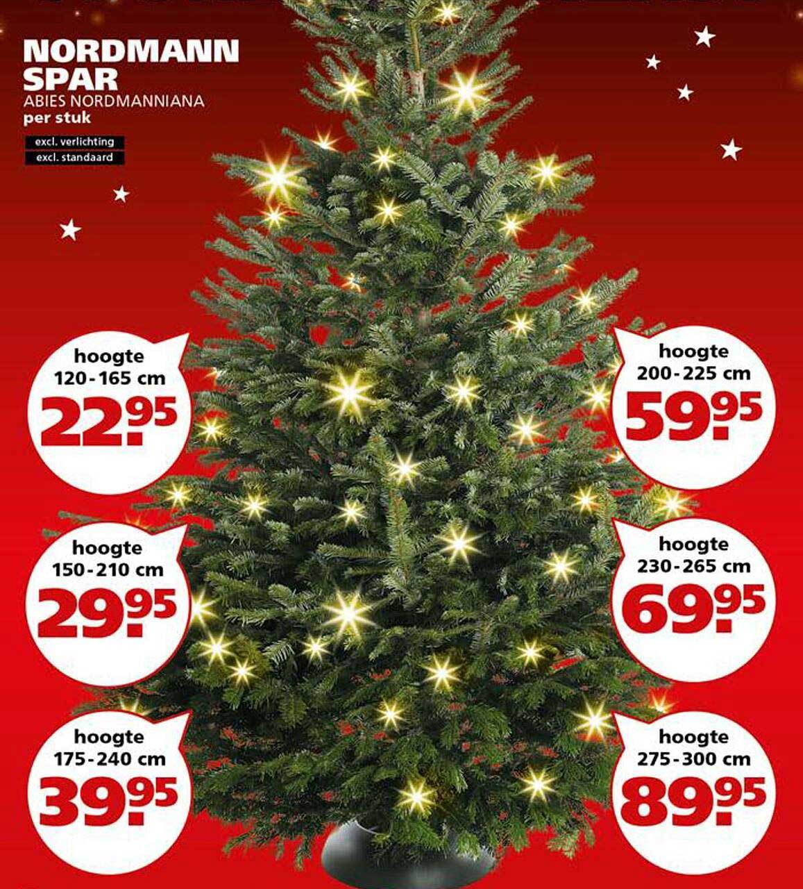 NORDMANN SPAR ABIES NORDMANNIANA per stuk