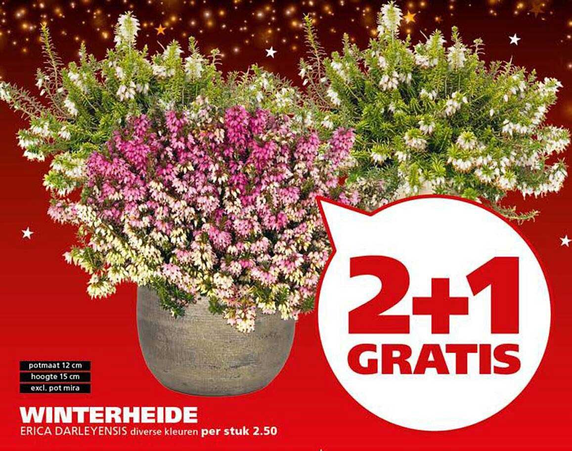 WINTERHEIDE ERICA DARLEYENSIS diverse kleuren per stuk 2.50