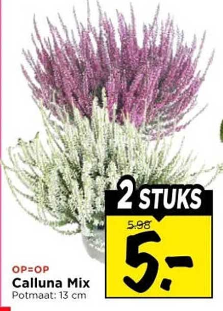 2 STUKS Calluna Mix Potmaat: 13 cm