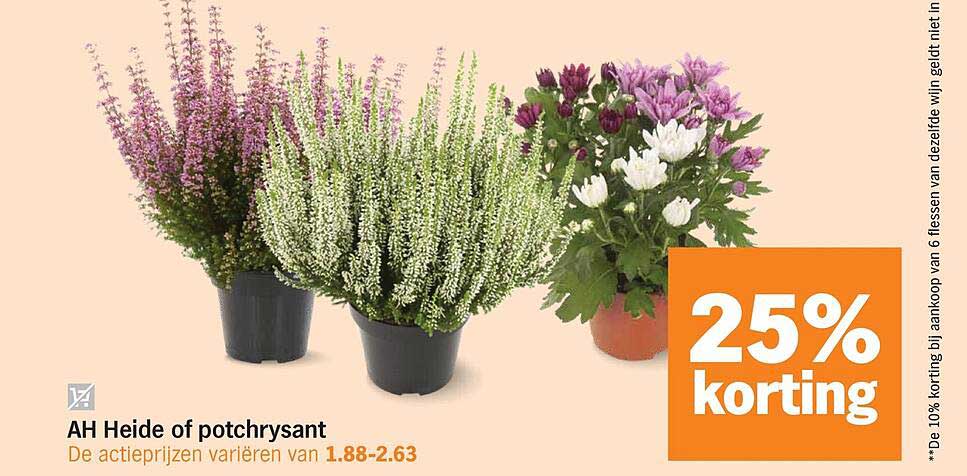 AH Heide of potchrysant 25% korting