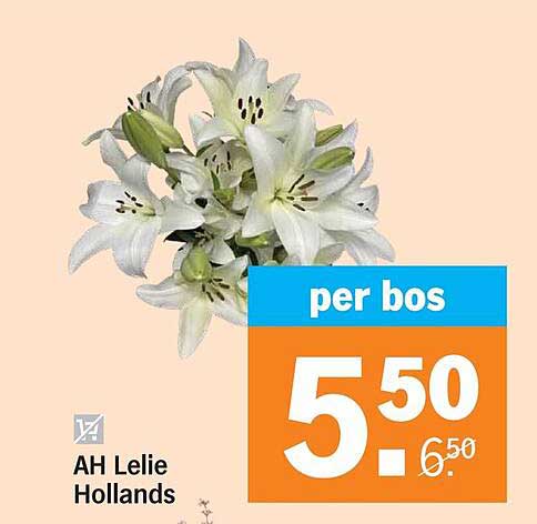 AH Lelie Hollands