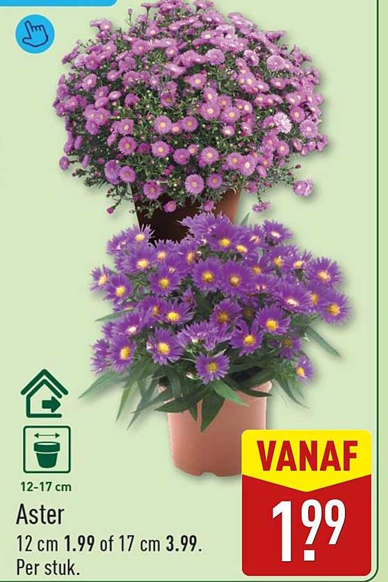 Aster 12 cm 1.99 of 17 cm 3.99. Per stuk.