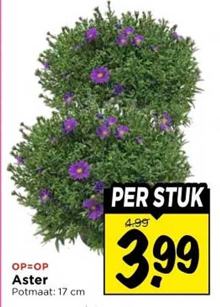 Aster Potmaat: 17 cm PER STUK