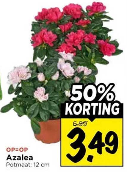 Azalea Potmaat: 12 cm 50% KORTING
