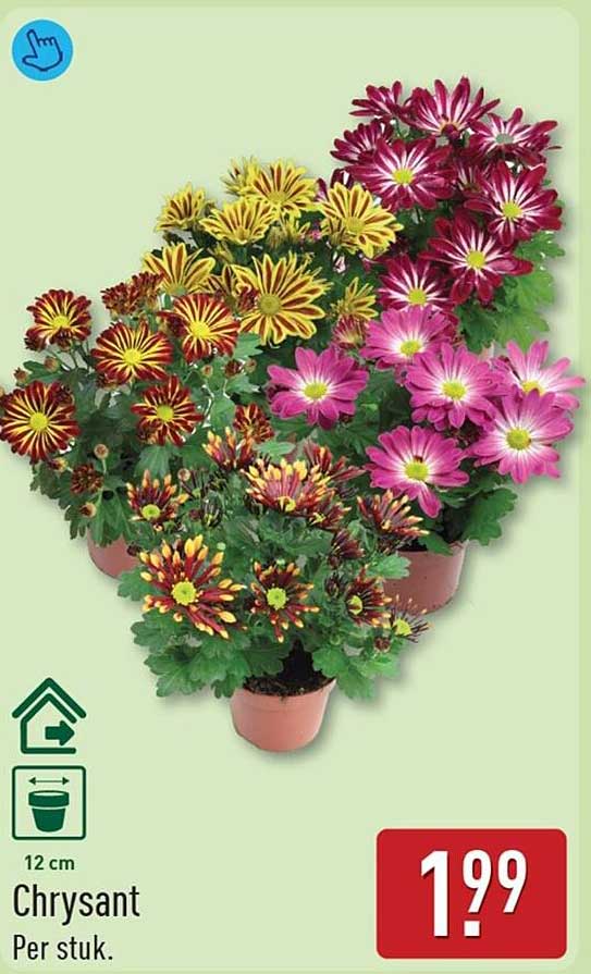 Chrysant Per stuk.