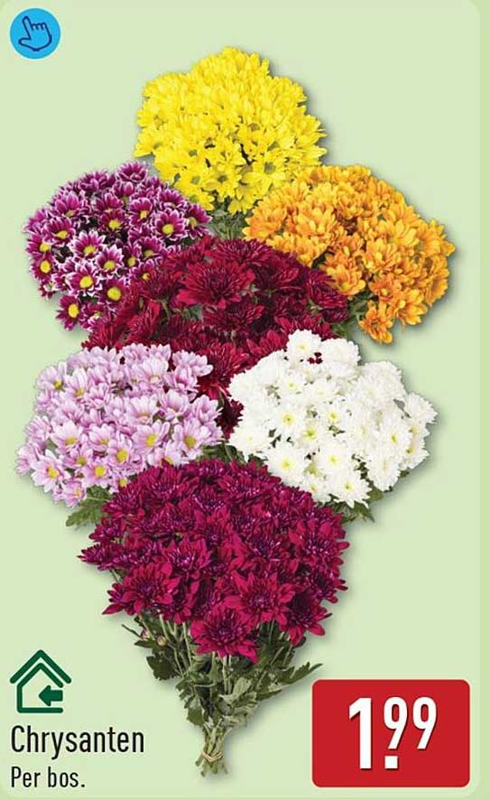 Chrysanten