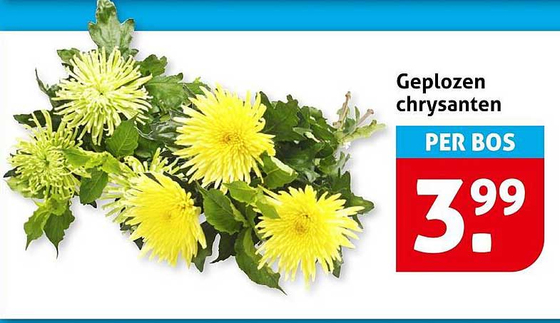 Geplozen chrysanten