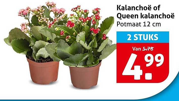 Kalanchoë of Queen Kalanchoë Potmaat 12 cm 2 stuks