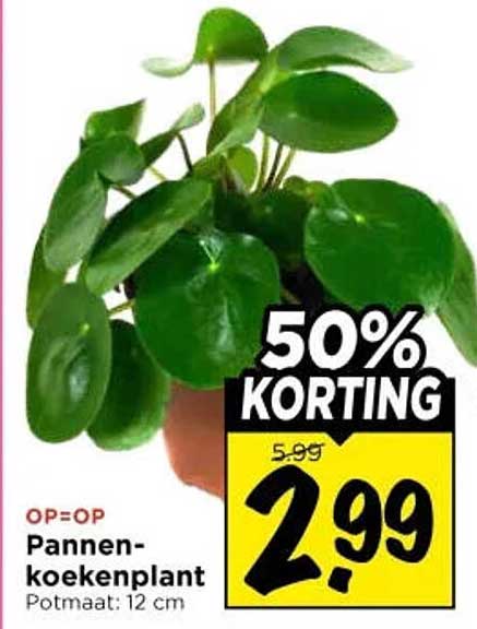 Pannenkoekenplant Potmaat: 12 cm 50% KORTING