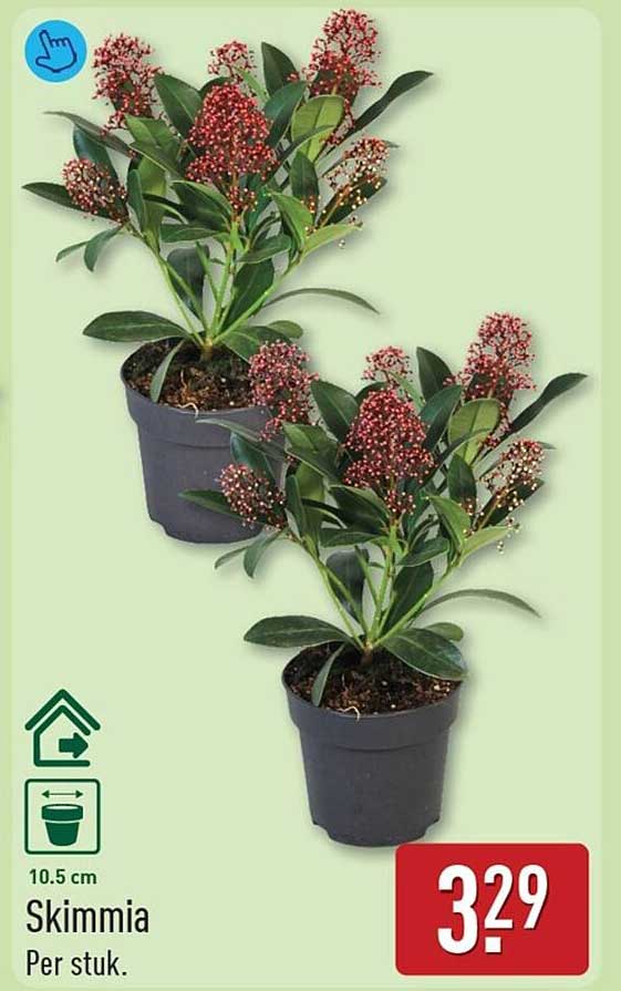 Skimmia