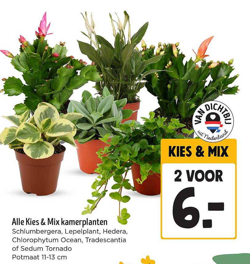 Alle Kies & Mix kamerplanten