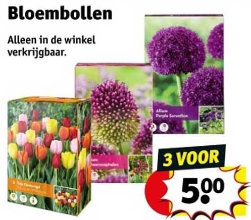 Bloembollen
