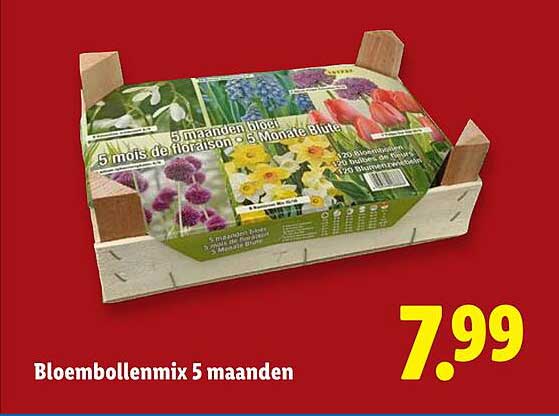 Bloembollenmix 5 maanden