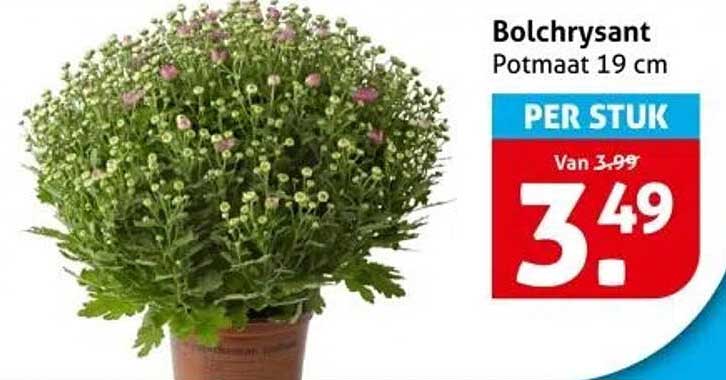Bolchrysant Potmaat 19 cm